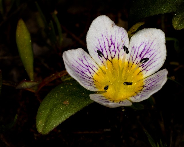 Hesperochiron pumilus -  Dwarf Hesperochiron 18-9620.jpg